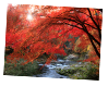 霜降